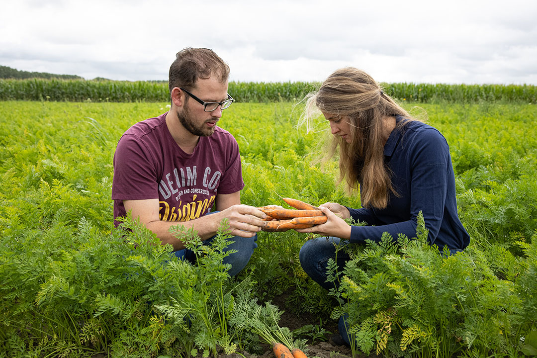 Kevin en Jennifer controleren de wortelen. Met precisiebemesting zouden ze heel gericht kunnen bijsturen. Daar willen ze op termijn mee bezig gaan.