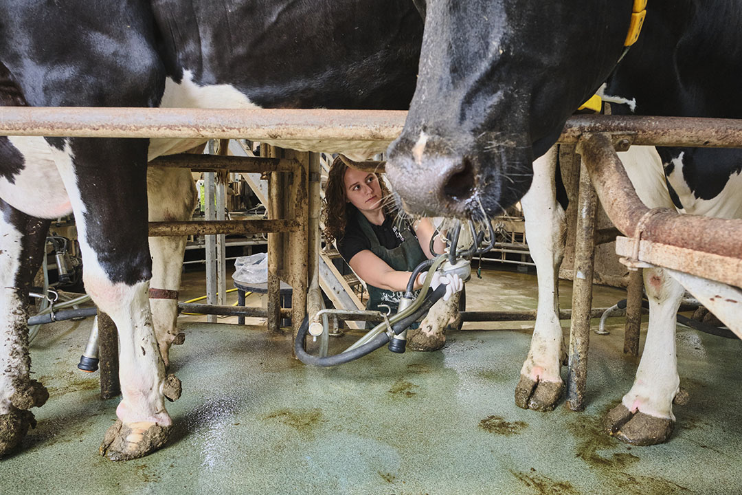 De melkgift zit momenteel op 34 liter per koe per dag, Merle denkt dat dat nog wel omhoog kan.