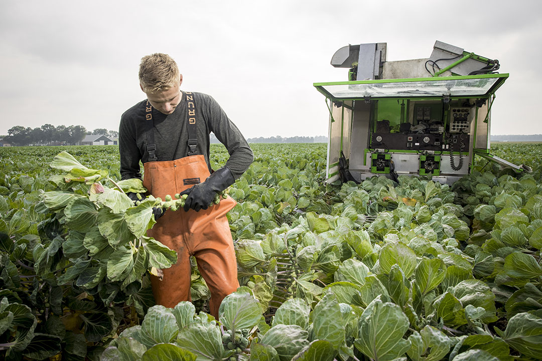 Leon beoordeelt de spruitkool. Er staat 10 hectare en meer hoeft van hem niet.