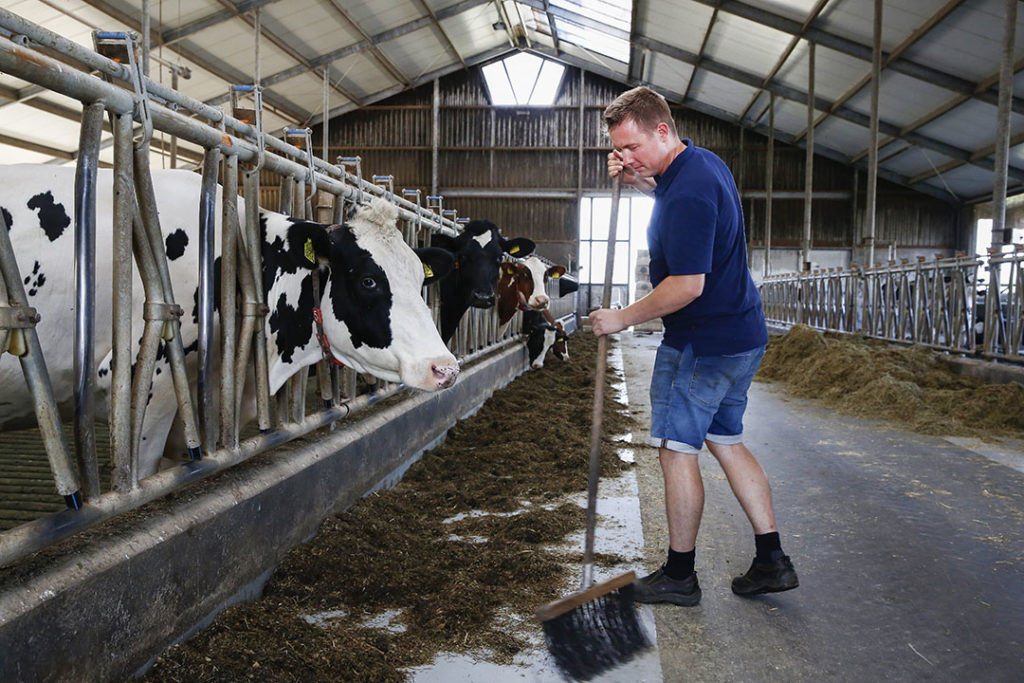 60 Melkkoeien staan er in de stal. Dat is minder dan gehoopt, daarom blijft werken buiten de deur noodzakelijk.