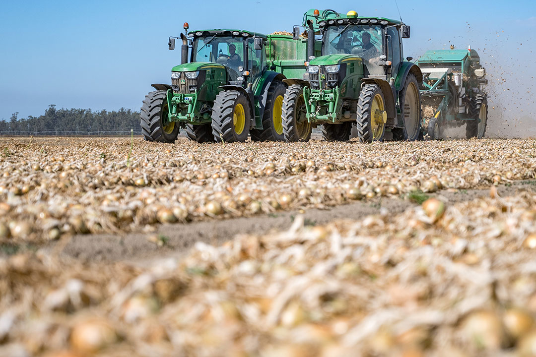 Door te zorgen dat de uien meer uniform en rond zijn, kunnen ze makkelijker machinaal worden geoogst en gesorteerd. - Foto: Hazera