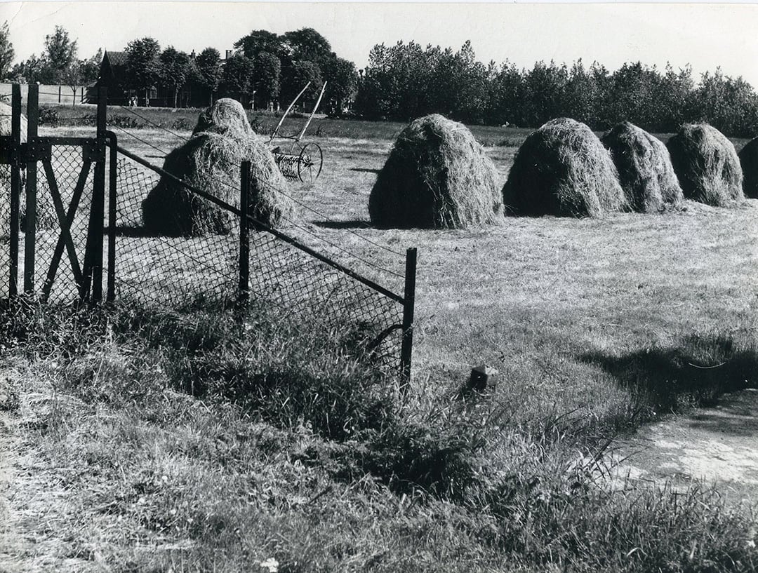 Hooi op ruiters. Er waren verschillende varianten, van een tentvorm tot driepoten die, volgepakt met hooi, meer een wigwam-model hadden. Van binnen waren ze hol en ook al mocht het niet, menig kind speelde er verstoppertje in. - Foto: Misset