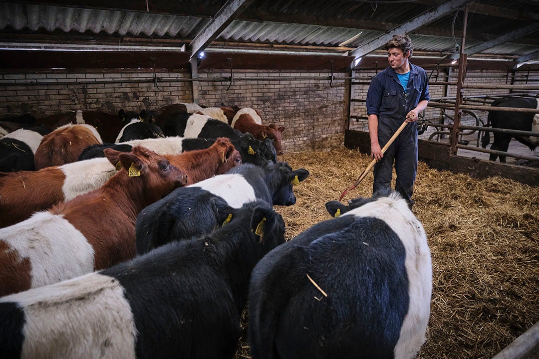 Stalruimte is een beetje een probleem, Niek komt voor komende winter net te kort.
