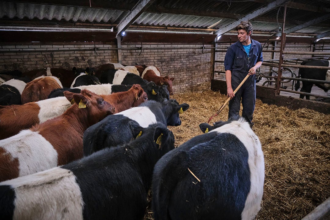 Stalruimte is een beetje een probleem, Niek komt voor komende winter net te kort. 