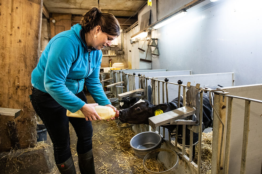 Kalfjes verzorgen behoort tot de taken van Regina. Ook de huishouding neemt zij voor haar rekening.