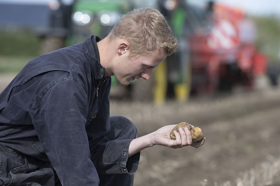 Het is de tijd van aardappelen rooien, nu nog voor de export, later vooral voor de binnenlandse markt.