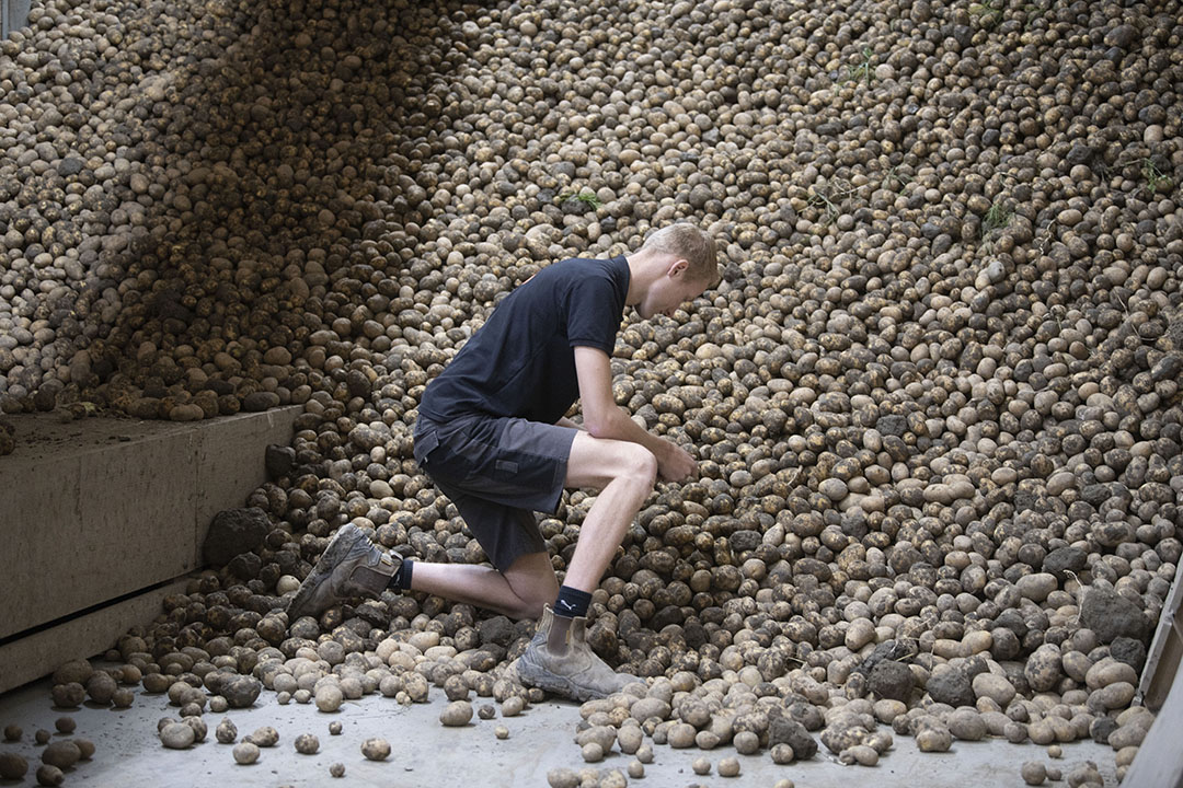 Pootgoed wordt nu nog los in de schuur gestort, als Peter s-pootgoed wil gaan telen, zal hij over moeten stappen op kistenbewaring.