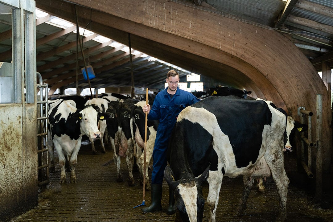 Er is weinig waar Wilko zo blij van wordt als van koeien die glanzen van gezondheid.