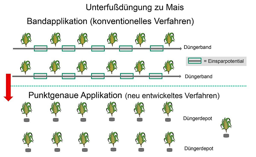 Het verschil met een conventioneel zaaisysteem (bovenste deel) is dat de Pudama in de wortelzone van het maïsplantje de meststof toedient (zie onderste deel van de afbeelding). - Illustratie: Max Bouten (TH Keulen)