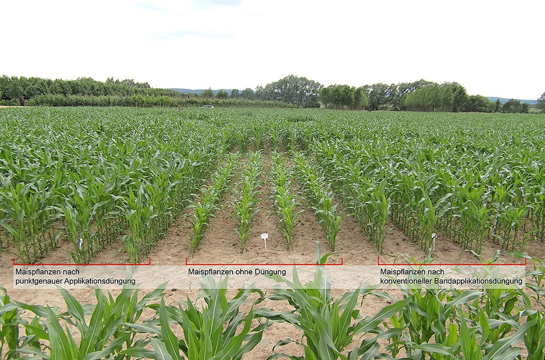 Op het proefveld kunnen we de verschillen zien. Van links naar rechts: bemest met de Pudama, onbemest en rechts met conventionele zaaimachine bemest. Wat opvalt is dat de planten aan de linkerkant niet onderdoen qua massa als de meest rechtse planten, terwijl er een kwart minder meststof is toegediend.