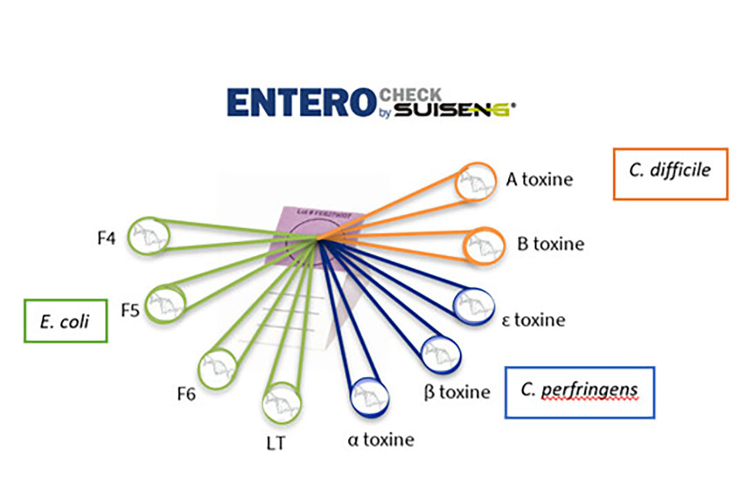 Alle ingestuurde Enterochecks worden met een qPCR getest op 9 targets, gericht op de belangrijkste virulentiefactoren en toxines van E. coli, Clostridium perfringens type A en C en Clostridium difficile. - Afbeelding: HIPRA