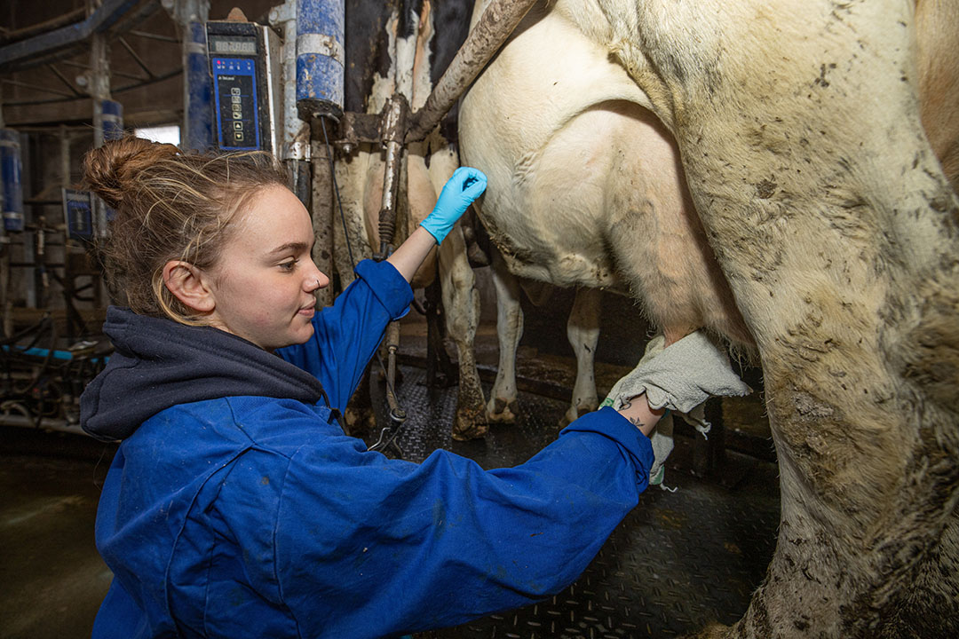 Tijdens haar stage bij André vond Chloë melken het leukste om te doen.