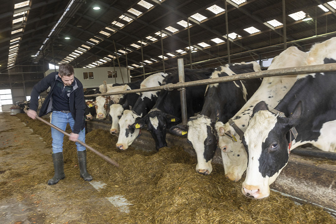 Momenteel zijn er 100 koeien aan de melk, in de stal is plek voor 125 dieren, meer hoeft voor Jan niet.