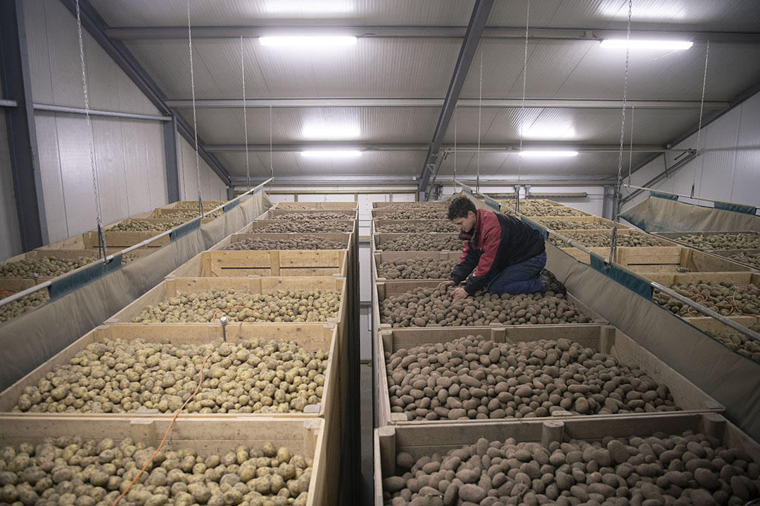 John tussen de aardappelen in de vestiging in Ulrum. Sorteren gebeurt op beide vestigingen.