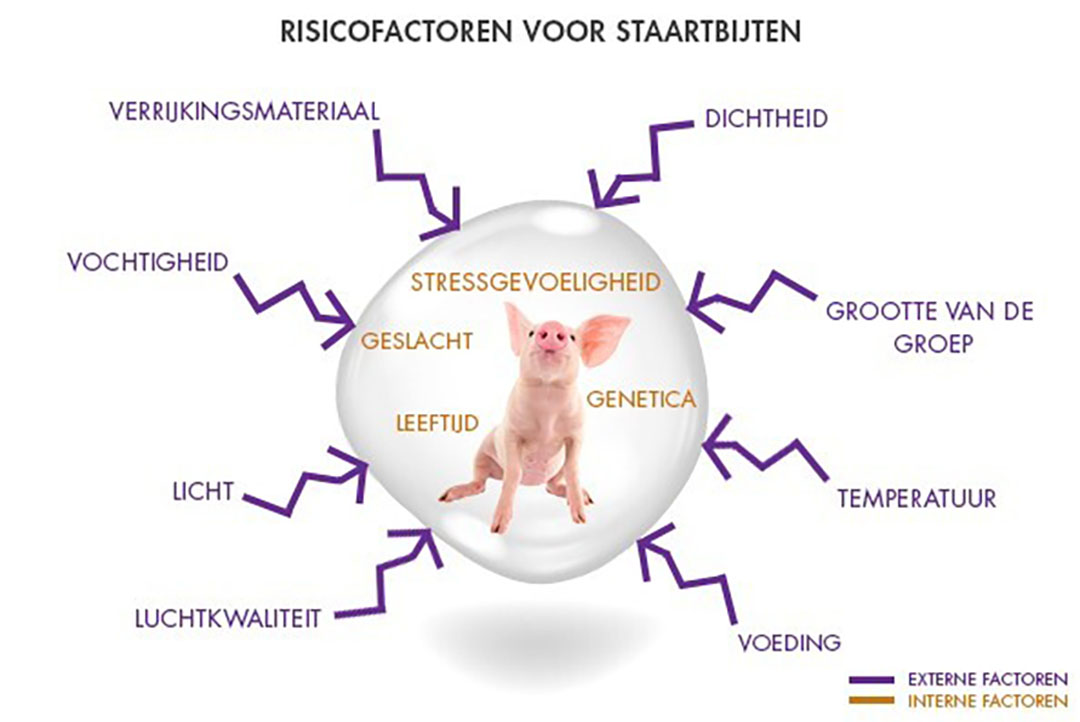 Risicofactoren voor staartbijten.