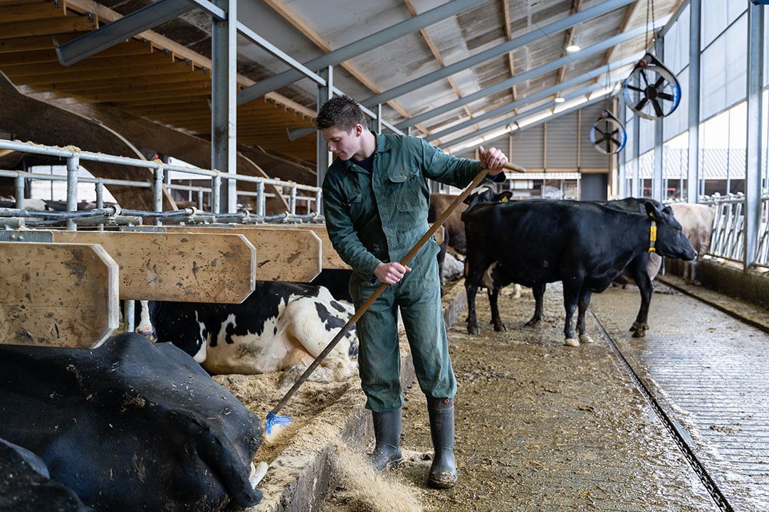 Momenteel staan er 185 koeien in de stal, de vergunning biedt  ruimte om er 350 te houden. De mogelijkheid om te groeien, houdt Gertjan zeker achter de hand.