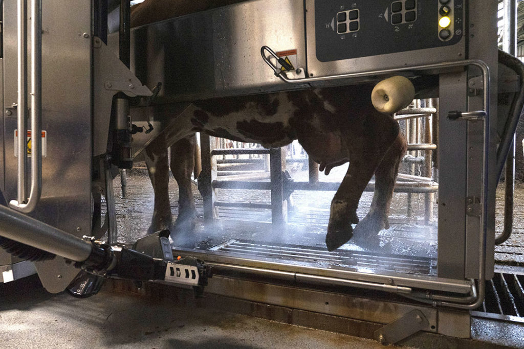 Het eenmaal daags melken werd uitgevoerd in combinatie met propyleenglycol werkt goed tegen ketose. - Foto: Theo Galama