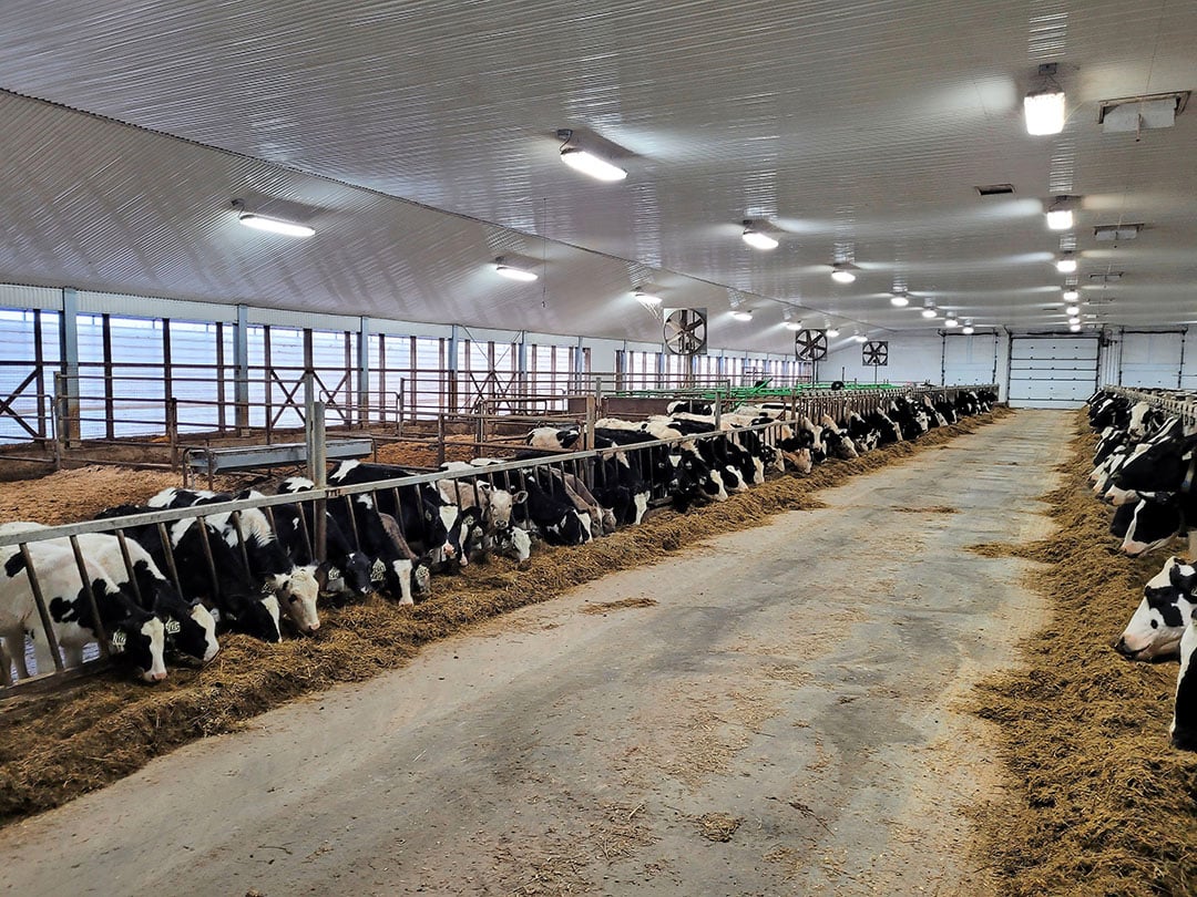Overview in the barn, where the dairy cows and young animals are separated by the feeding aisle.  The young population is in five different groups.