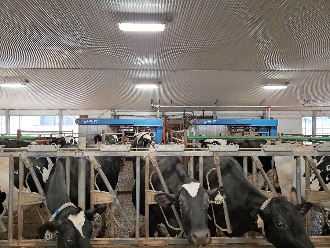 The cows are milked in two Boumatic MRS 2 robots. The milk price is high, averaging 0.58 € per. kilo.