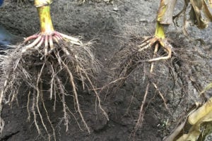 Links wortels van een maisplant behandeld met Nov@, rechts onbehandeld. - Foto: Klep Agro