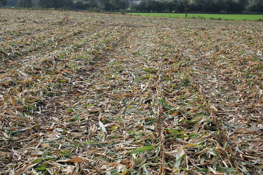 Maïsstro wat achterblijft na de oogst van maïs als MKS verbetert de bodemvruchtbaarheid. - Foto: KWS