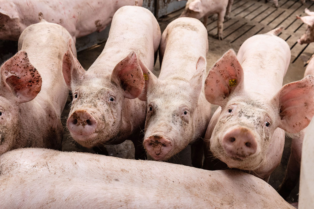 Varkensveiling noteert prijzen tot € 1,75 per kilo Boerderij