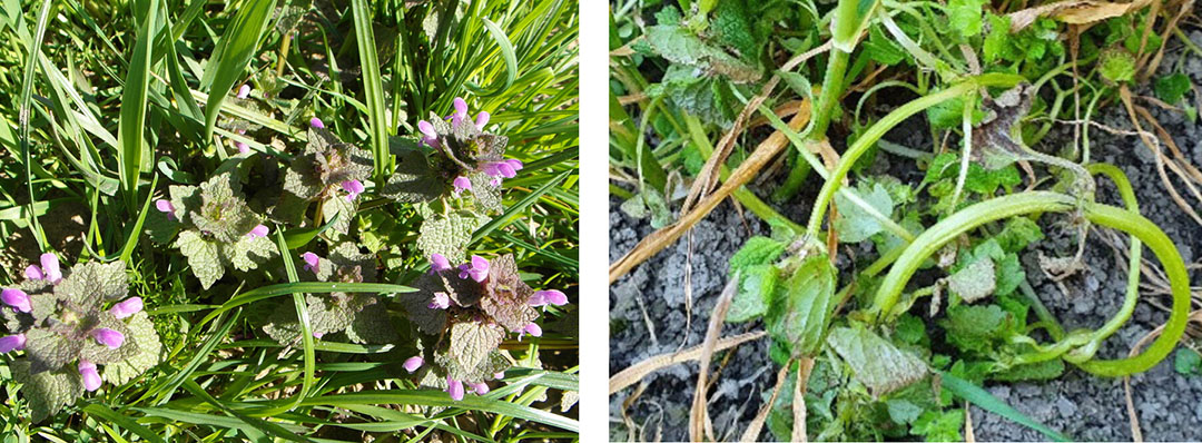 Paarse dovenetel voor (links) en na toepassing (rechts) van Pixxaro. - Foto: Corteva Agriscience