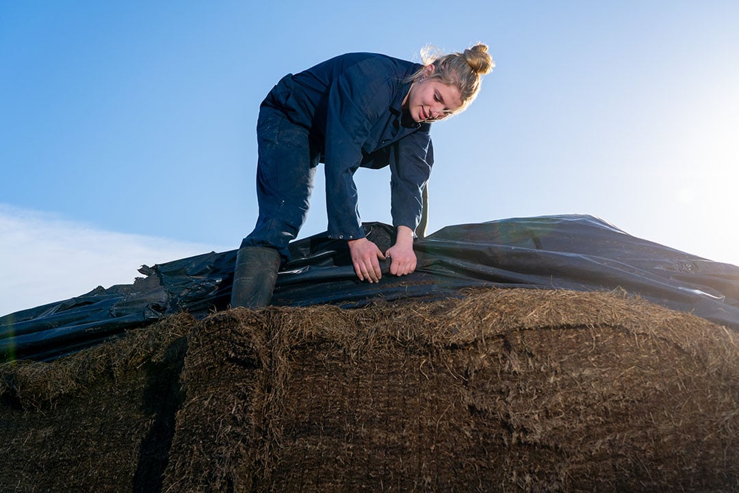 Onder het plastic zit een mooie voorraad kuilgras.