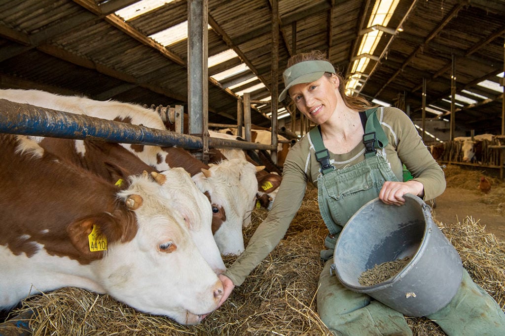 Het bedrijf heet De Groene Griffioen is is een biologisch bedrijf met 60 melkkoeien en 50 stuks jongvee/ossen op 40 ha gras en 45 ha natuurgrond.