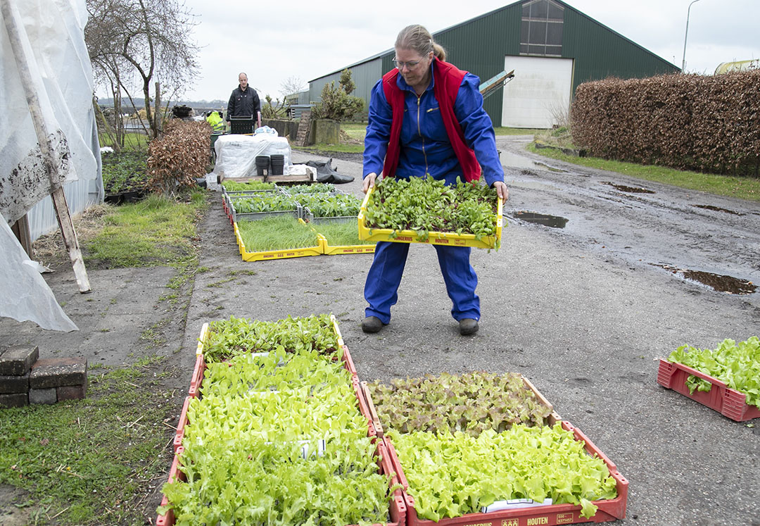 Astrid bezig met de groenteteelt. Van de 50 soorten die ze telen, wordt alles in eigen beheer verkocht via huisverkoop en groente-abonnementen.