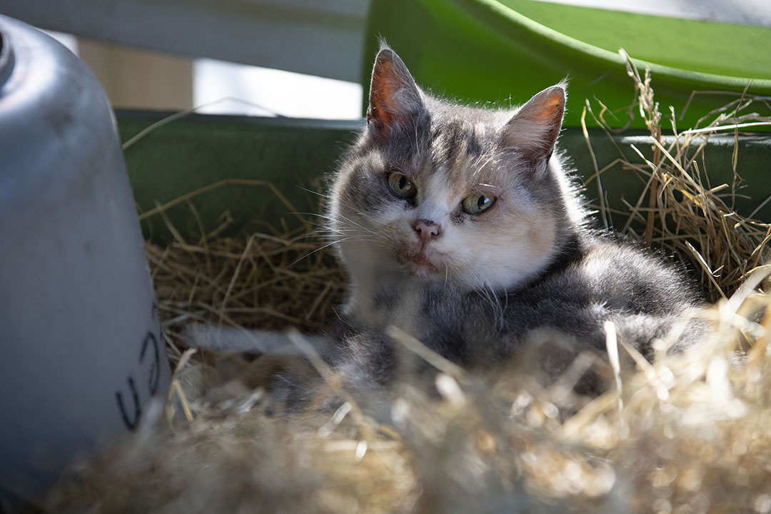 De nieuwbouw van de Fenna Heerd en een nieuwe dierenschuur zijn nu klaar, de kat geniet er ook van.