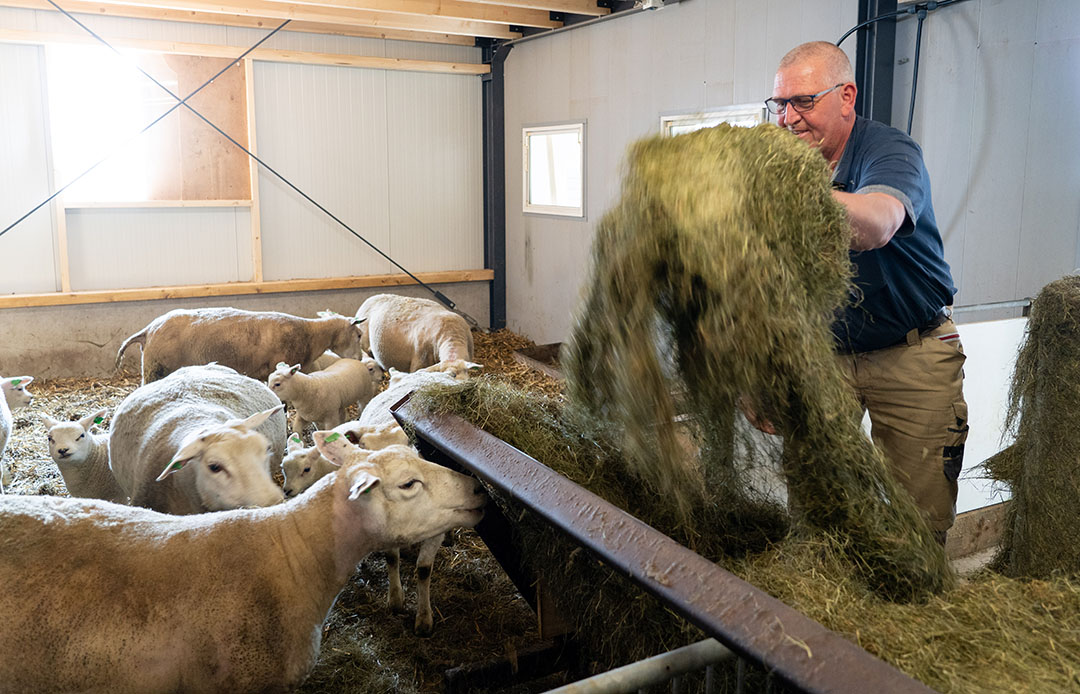 Er zijn nog schapen en geiten voor de hobby.