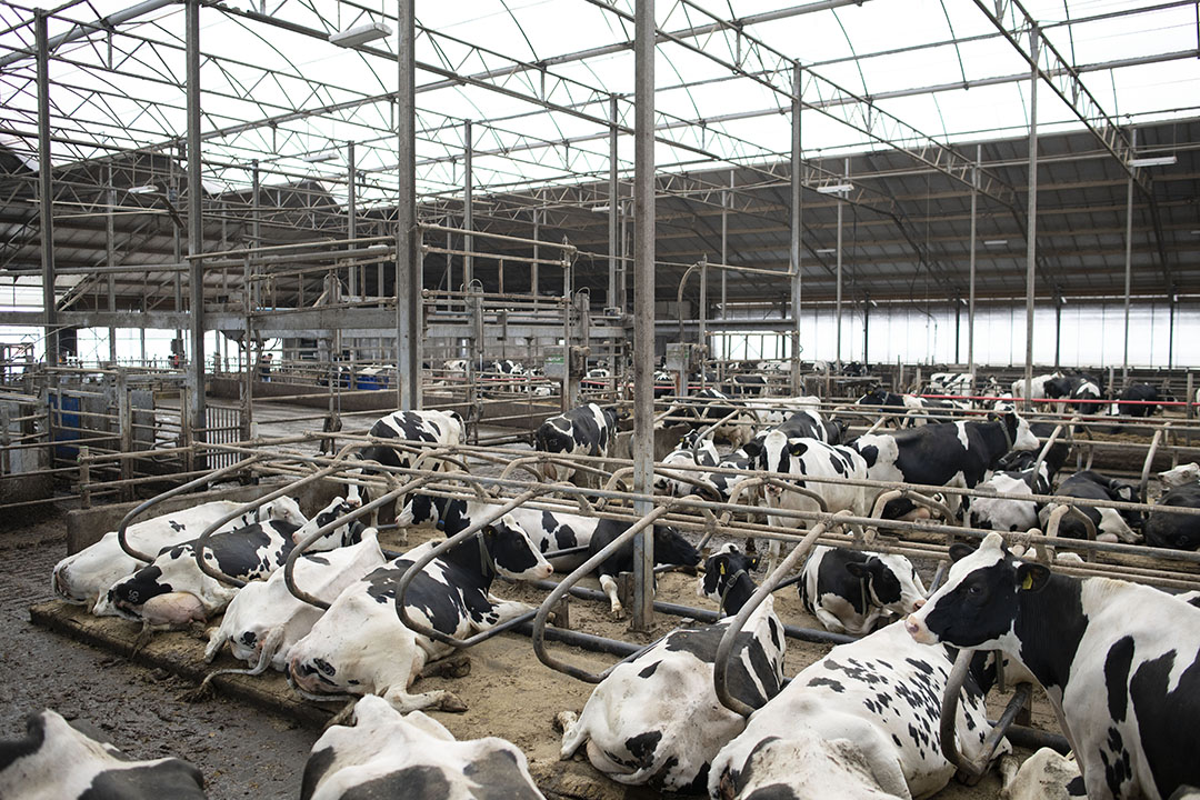 Het familiebedrijf telt 450 melk- en kalfkoeien en 220 stuks jongvee.