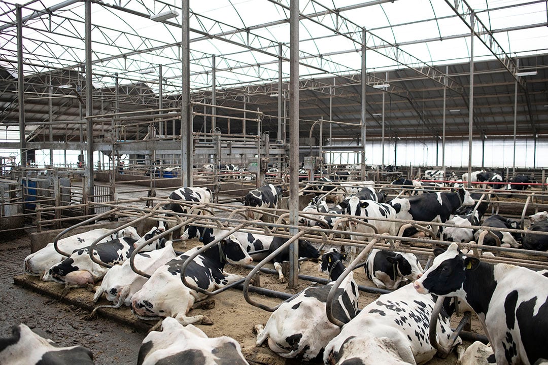 Het familiebedrijf telt 450 melk- en kalfkoeien en 220 stuks jongvee.