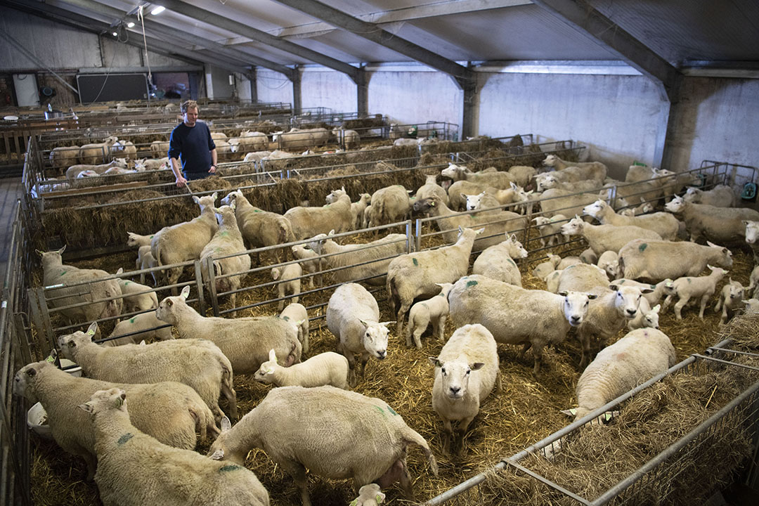 Bij het bedrijf horen ook 500 schapen.