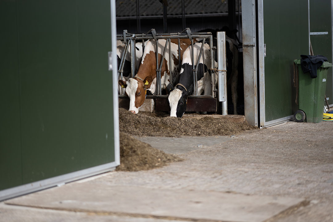 Koeien aan het voerhek. Ook de droge koeien staan in boxen, een wens van Gijs zou zijn om die eerder naar een strohok te verhuizen.