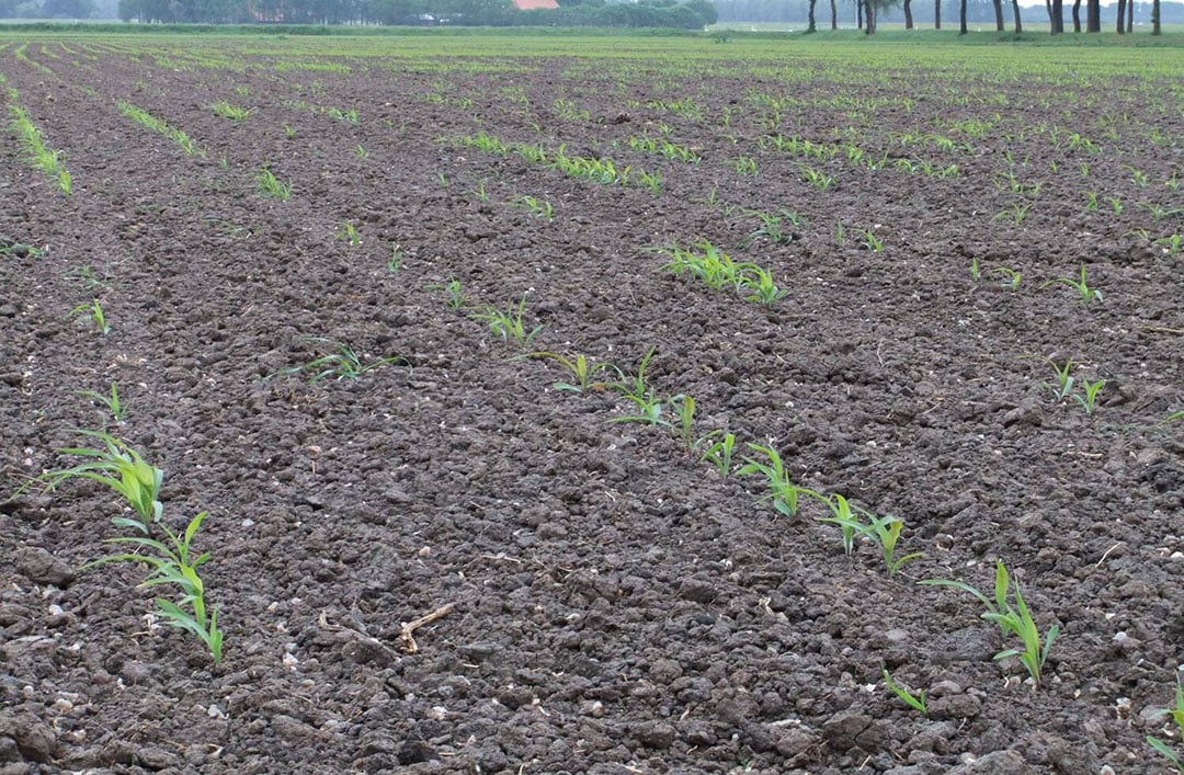 Veel plantuitval als gevolg van ritnaalden.