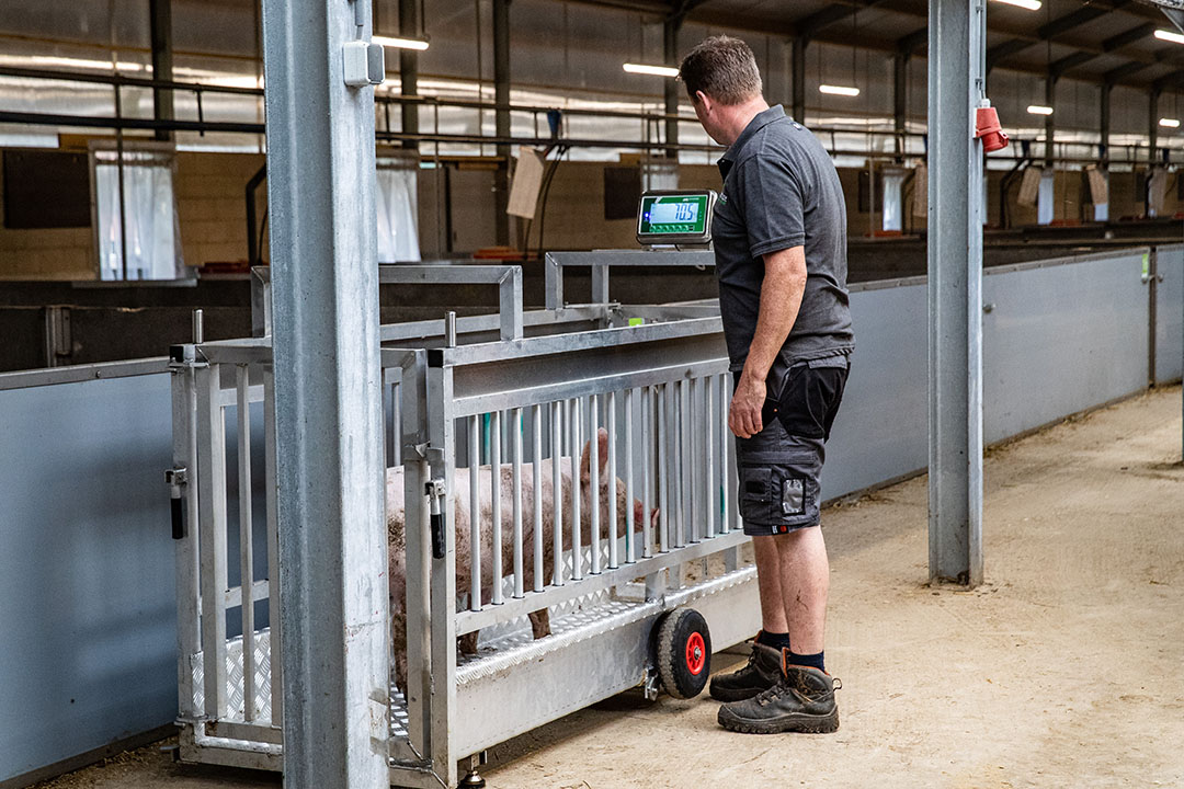 De varkens gaan altijd over de weegschaal voor afleveren. De varkenshouderij wil niet tegen gewichtskorting aanlopen.