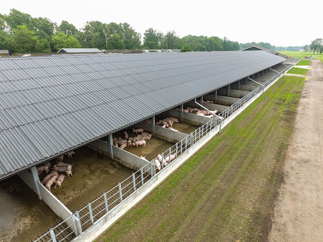 Een blik langs de zijgevel van de stal, waar de uitloop is gebouwd. Hier zitten de vleesvarkens.