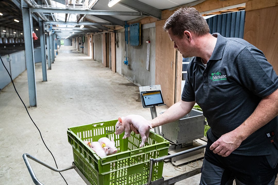 De dieren worden allemaal gewogen na geboorte en voorzien van een digitaal oormerk.