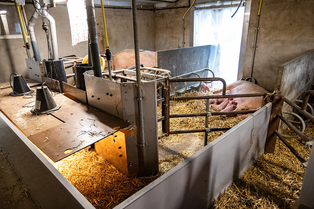 De kraamopfokhokken, zonder kraambox. De zeugen zitten nergens gefixeerd op dit bedrijf.