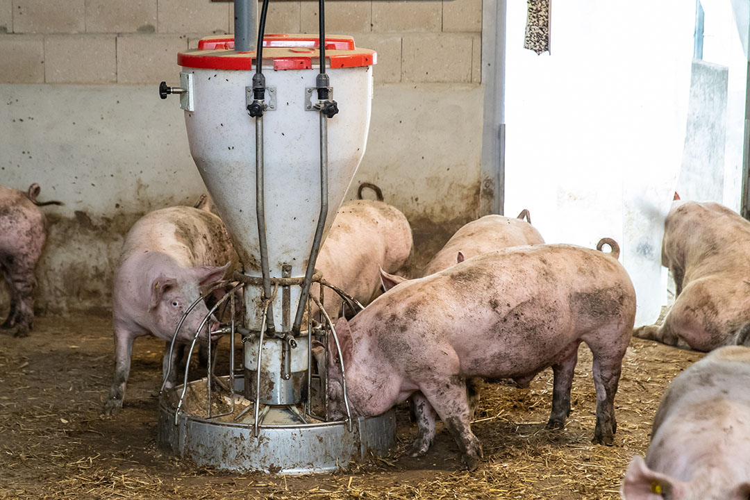 De vleesvarkens krijgen binnen voer en drinken uit grote feeders die automatisch worden gevuld.
