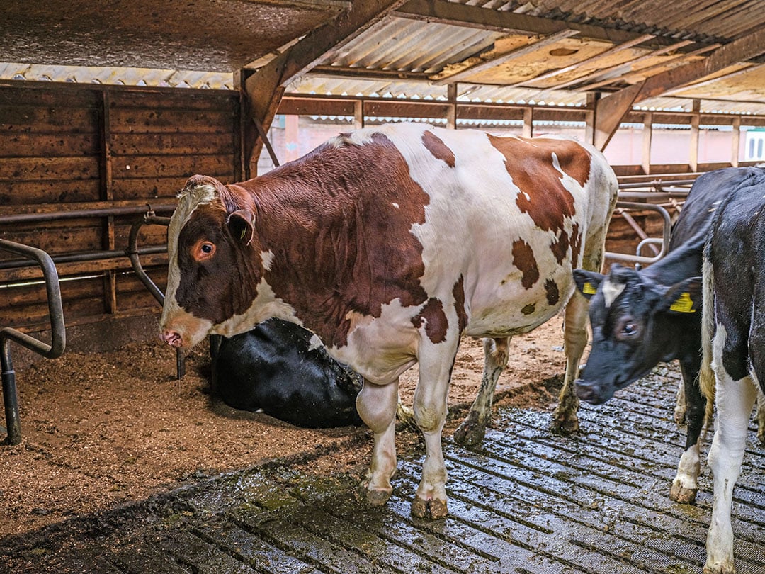 De stier loopt los tussen de pinken. Van der Spoel heeft altijd gebruik gemaakt van natuurlijke dekking. Zijn zoon zet inmiddels ook regelmatig KI in.