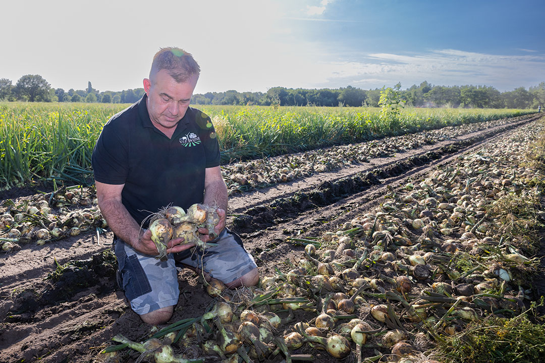 Akkerbouwer Frank Wijnen bekijkt de net geoogste winterplantuien. Hij is bijzonder tevreden over het resultaat. - Foto: Peter Roek