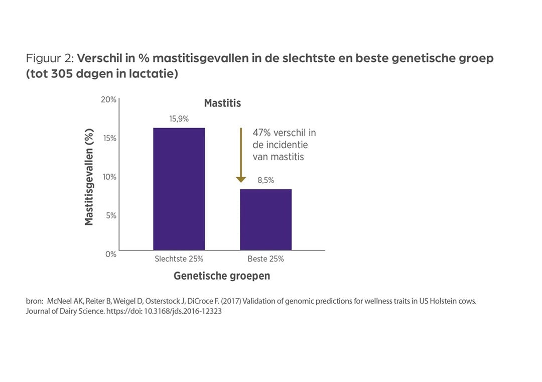 Groot verschil in het aantal keren uierontsteking tussen de groepen dieren met lage en hoge genetische weerstand tegen mastitis. - Bron: Zoetis