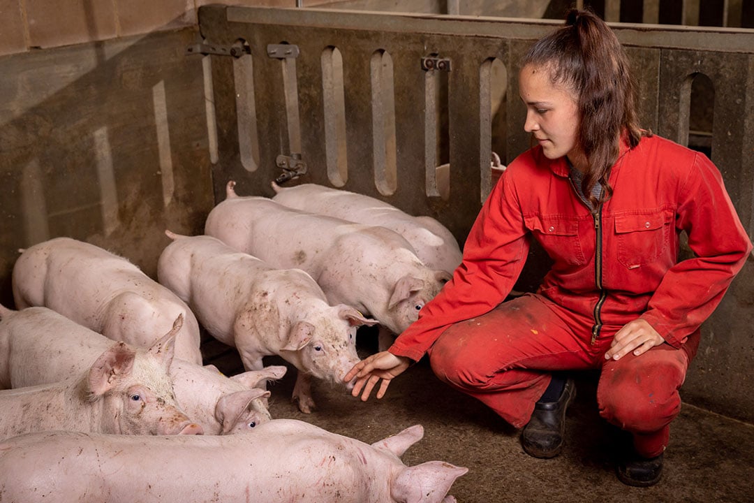 Nieuwe biggen opleggen is iets waar Elsien altijd vrolijk van wordt.