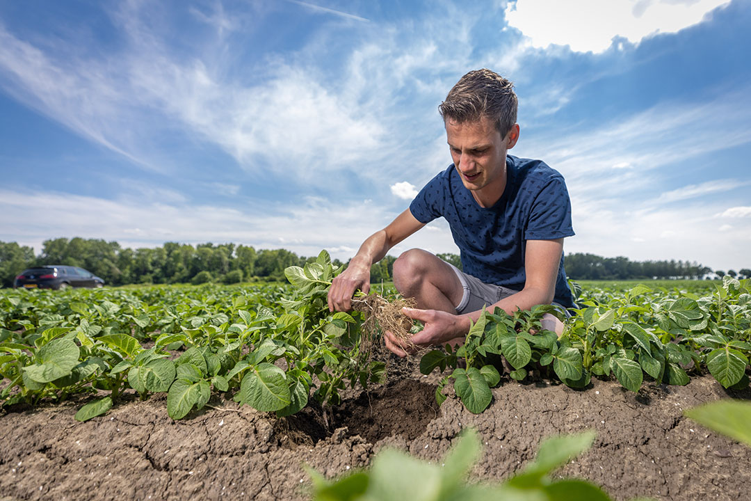 Arno wil later het bedrijf van 100 hectare overnemen. Ze telen pootaardappelen, consumptieaardappelen, wintertarwe, suikerbieten, zaaiuien en wortels. Een deel van de grond wordt verhuurd als tulpenland.