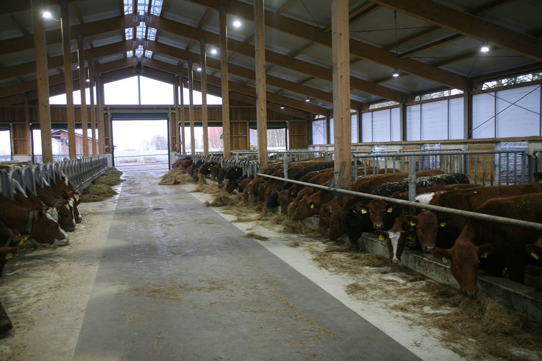 De 20 MRIJ-koeien – dubbeldoel en duurzaam – lopen in een met stro gevulde potstal waar het dierenwelzijn gemakkelijk drie sterren krijgt. - Foto: SAC