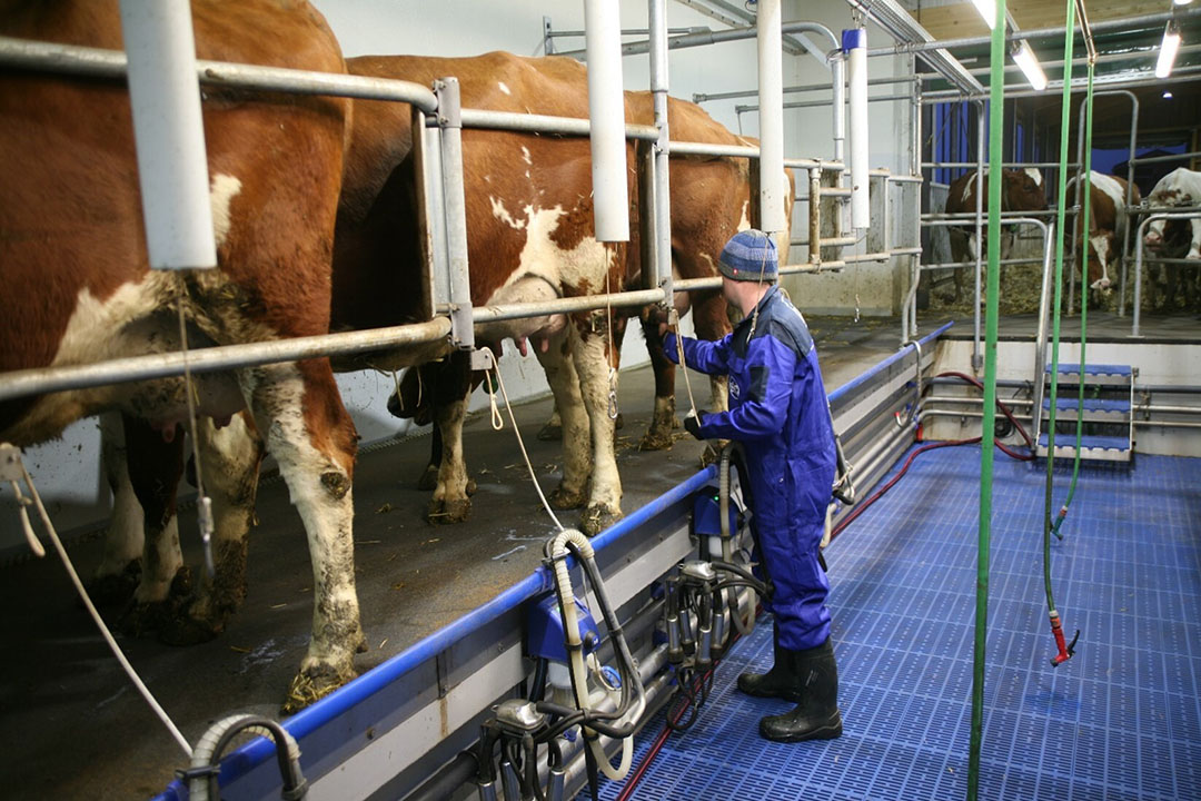 Er is gerkozen voor een 2x4 visgraat SAC melkstal en een ‘mobiele’ tank die dagelijks met verse melk op de palletvorken van de voorlader naar de zuivelverwerking wordt gereden. - Foto: SAC