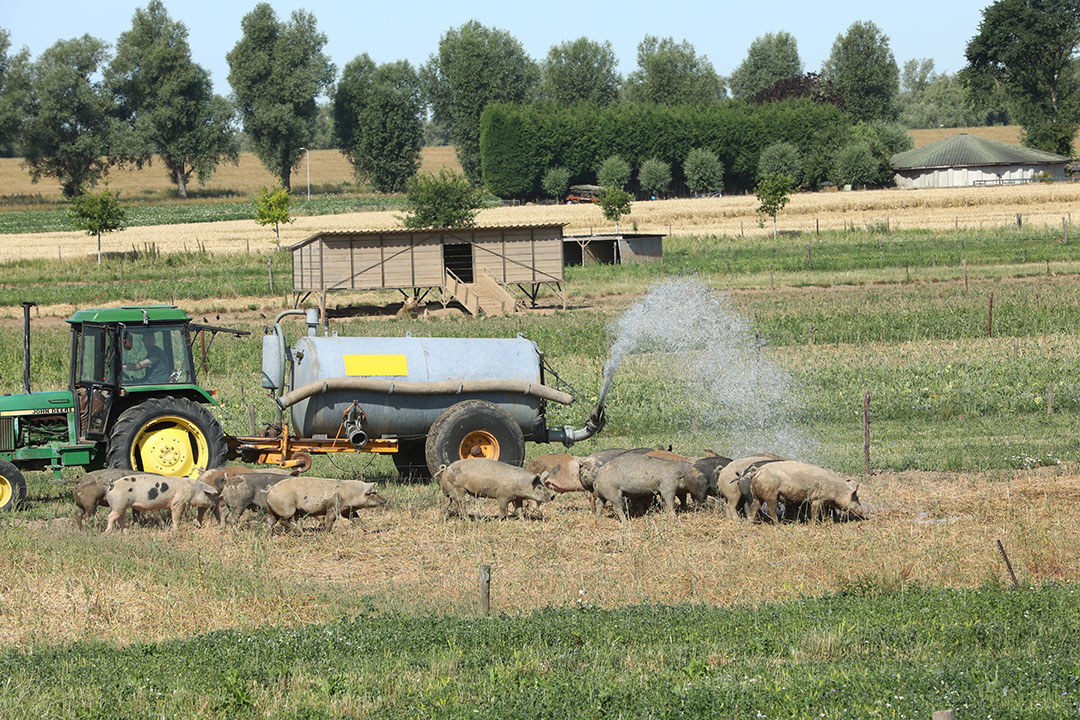 De varkens van Jeroen Stuyt lopen buiten in het Gelderse Herwen. Met het warme weer krijgen de varkens dagelijks een nieuwe modderpoel. - Foto: Henk Riswick